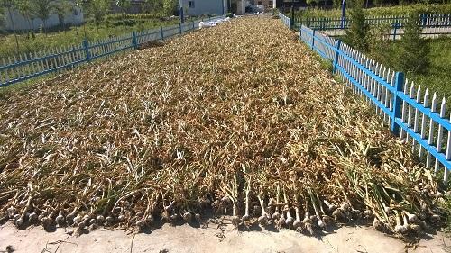 Garlic harvester common fault