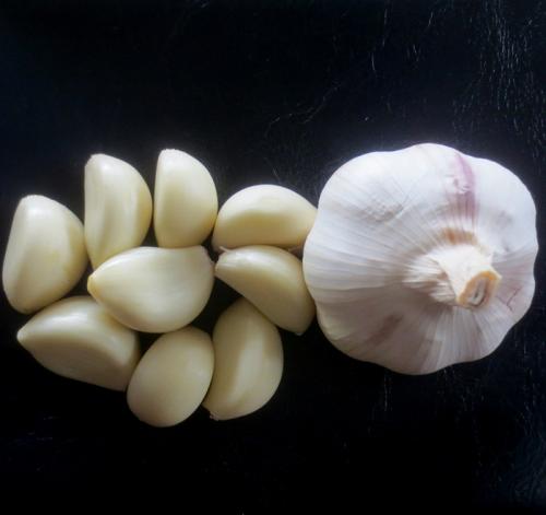 What are the precautions in the use of garlic harvesters?